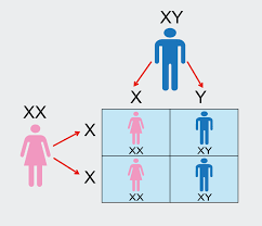 Difference Between Sex and Gender
What is Sex