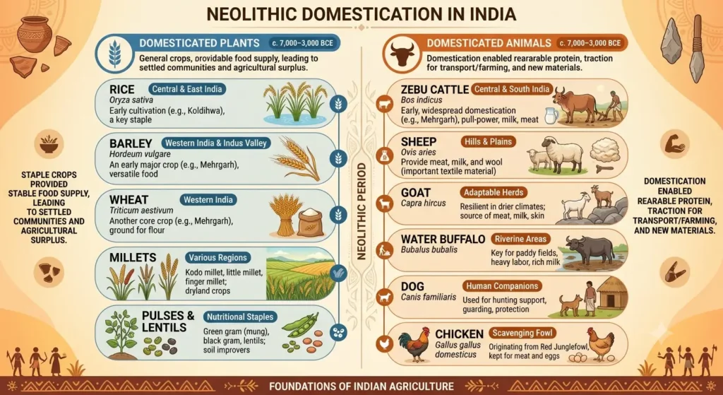 Infographic of domesticated plants and animals in Neolithic India