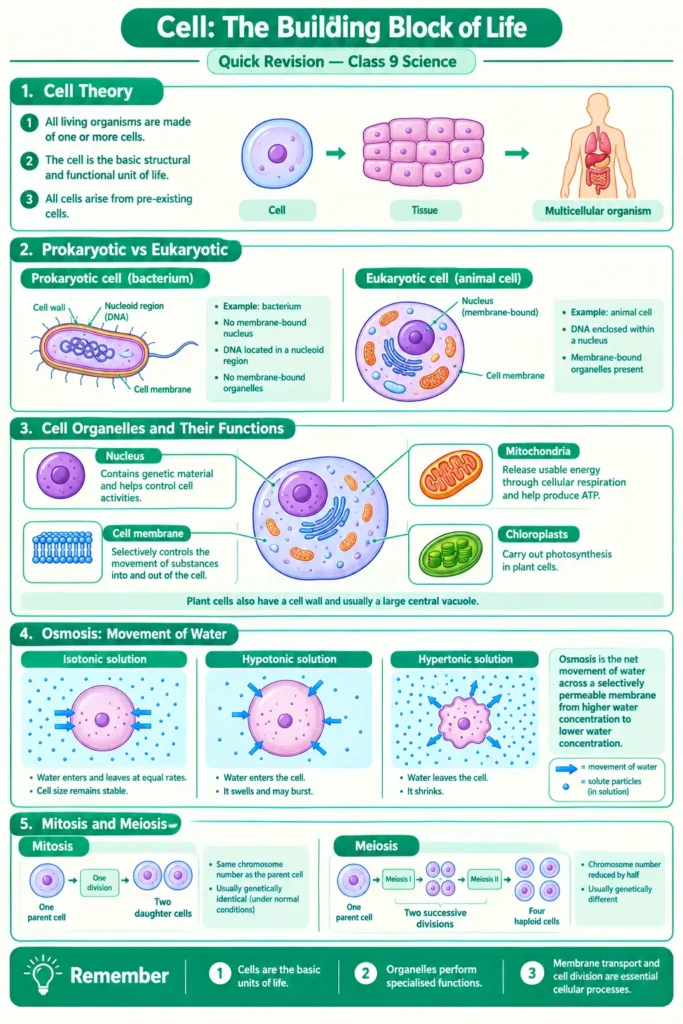 Cell chapter summary Infographic summarising cell theory, cell types, organelles, osmosis and division