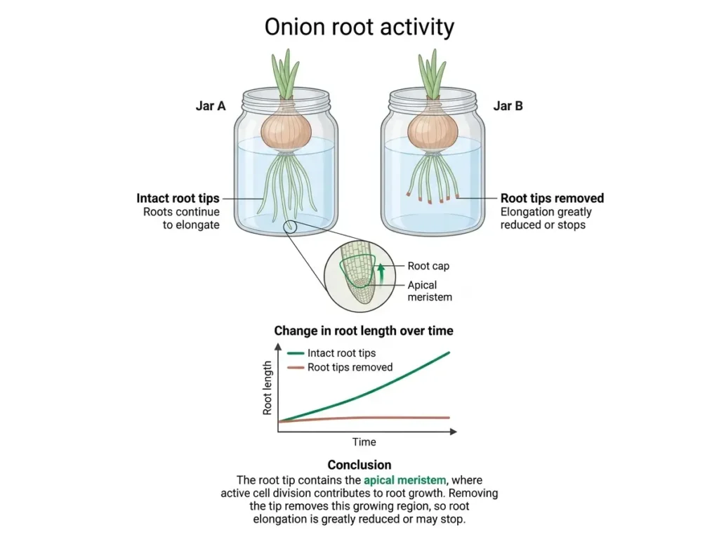 Two jars with onion roots, one with cut tips, and a root-length graph