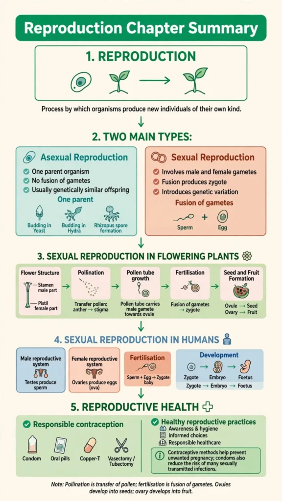 Flow chart from reproduction to asexual and sexual, then flower and humans, then health